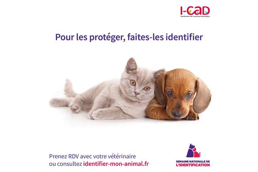 "L'importance cruciale de l'identification des animaux de compagnie" Tout Pour Eux