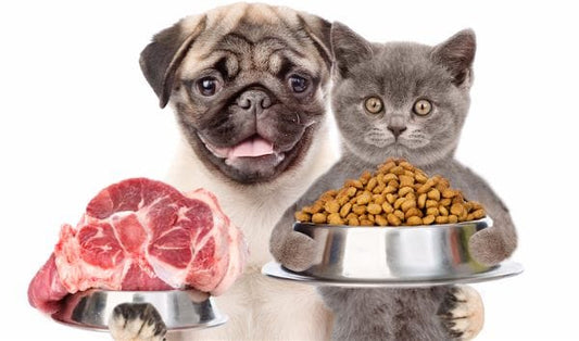 Les Avantages de l'Alimentation Sans Céréales pour Vos Chats et Chiens Tout Pour Eux