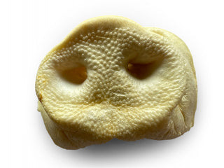 Nez de cochon soufflés Tout Pour Eux